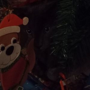 Meet your Posher, Rose